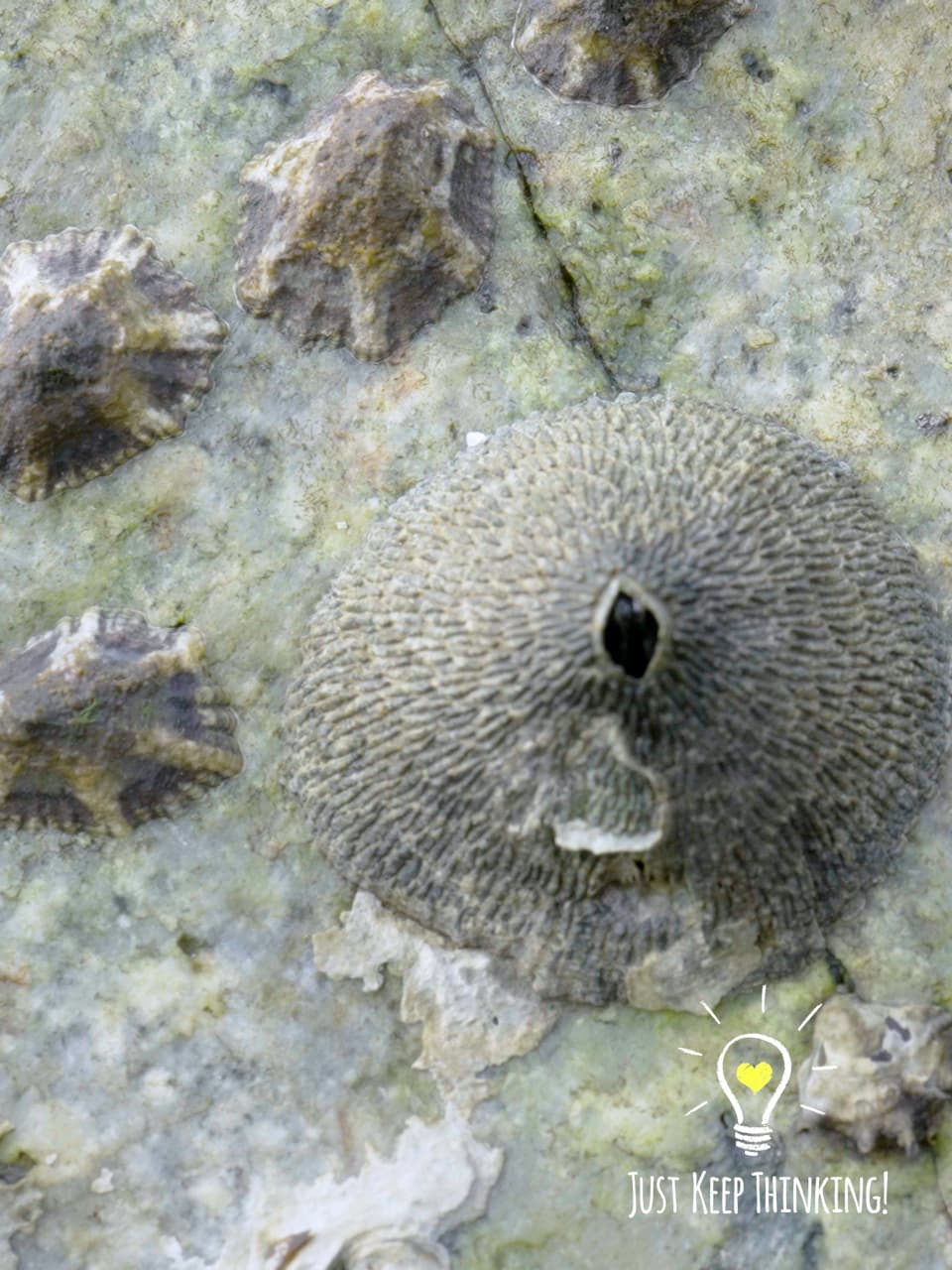 7_Acorn Barnacles_GradedJKT