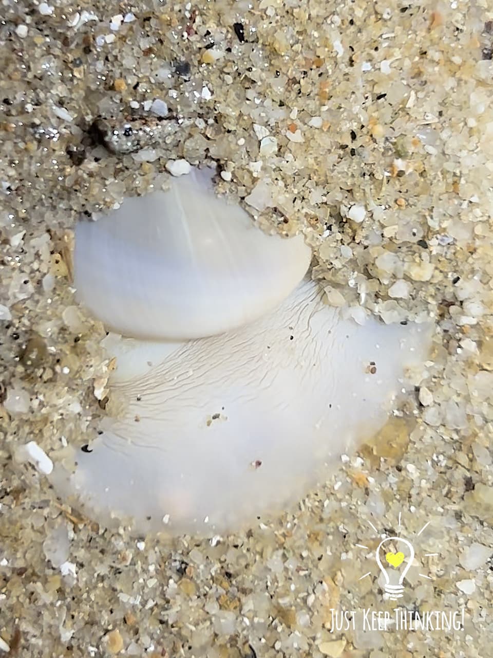 7_Ball Moon Snail_GradedJKT