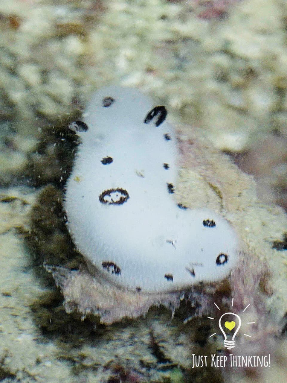 7_Polka-dotted Nudibranch_Graded