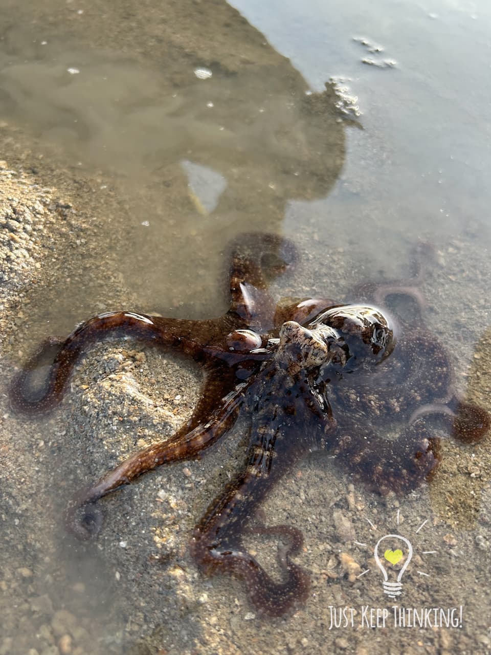 7_Reef Octopus_GradedJKT
