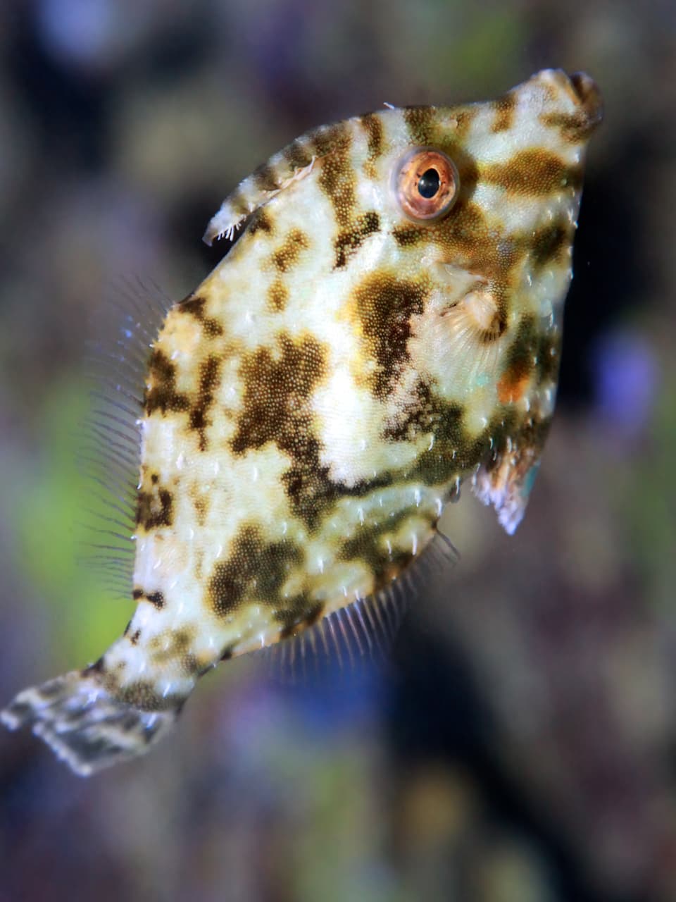 7_Seagrass Filefish_Adobe Stock