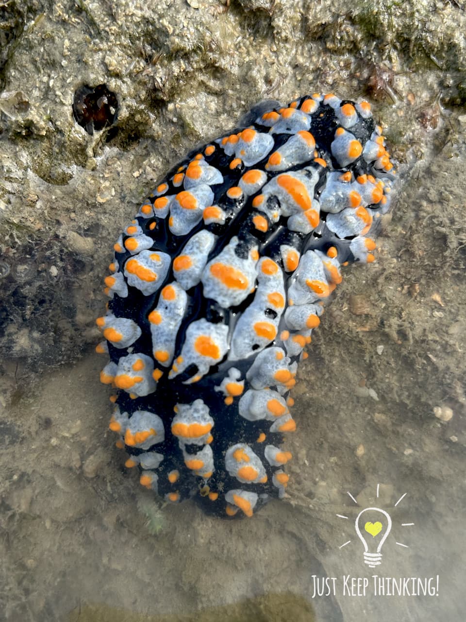 7_Varicose Nudibranch_GradedJKT