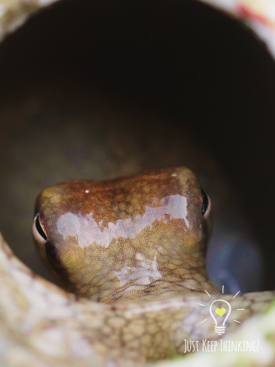 8_Big-headed Seagrass Octopus_GradedJKT
