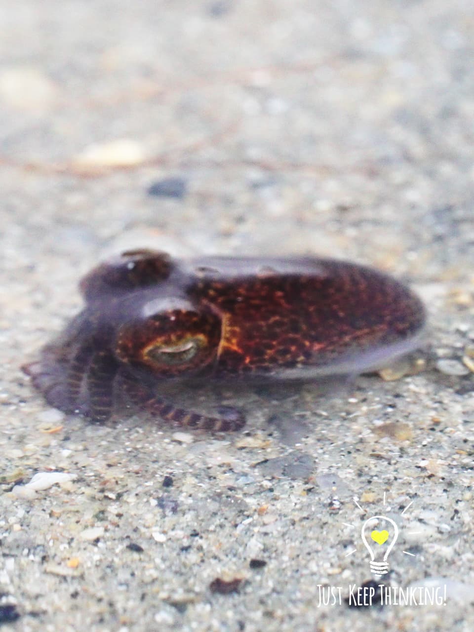 8_Bobtail Squid_GradedJKT