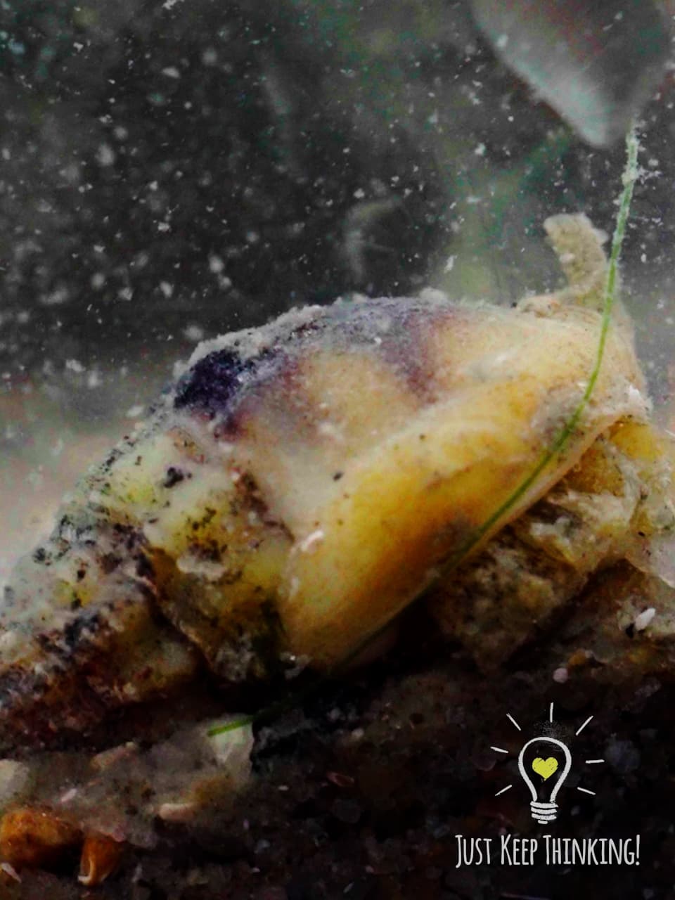 8_Common Whelk_GradedJKT