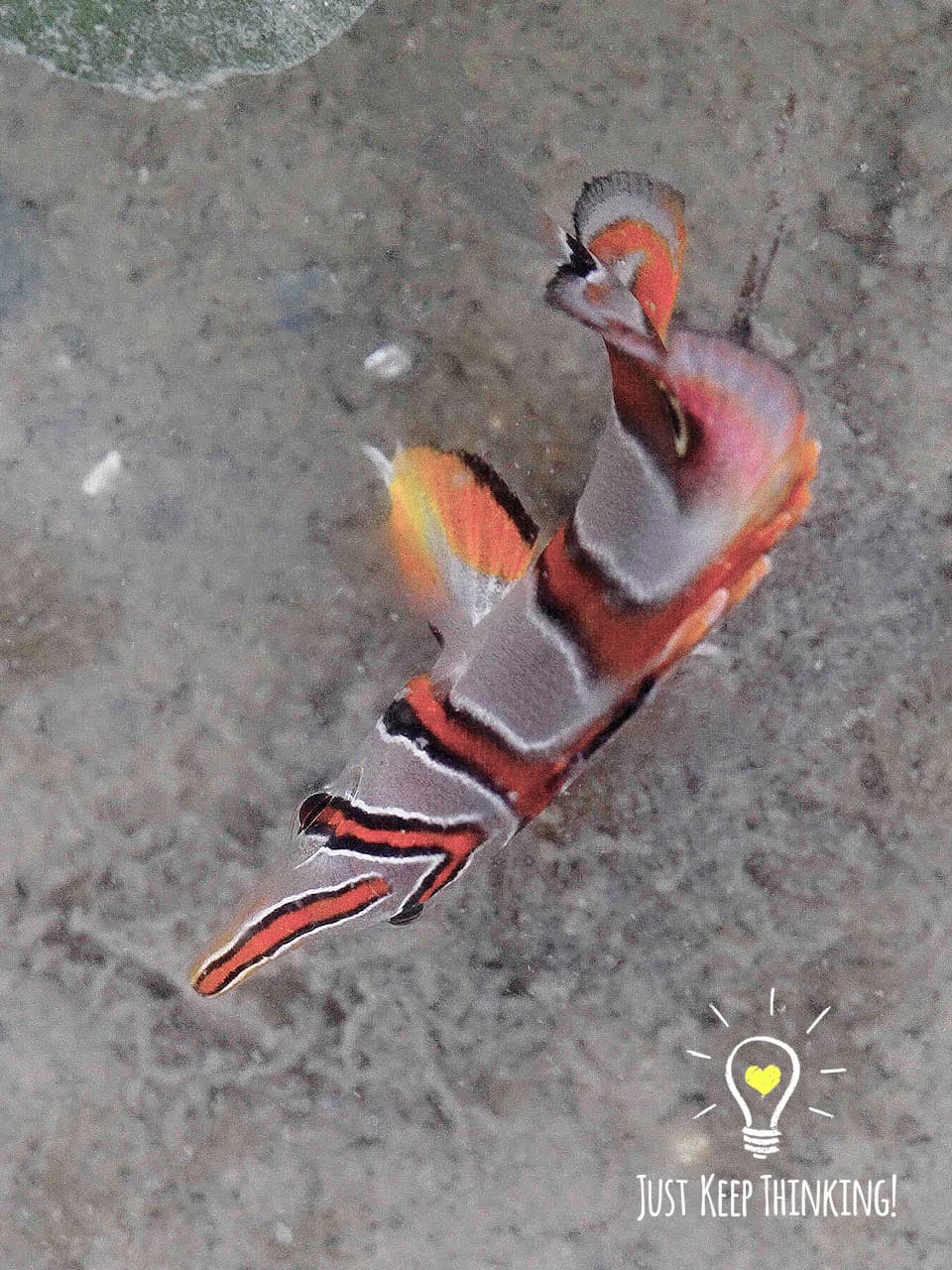 8_Copperband Butterflyfish_GradedJKT