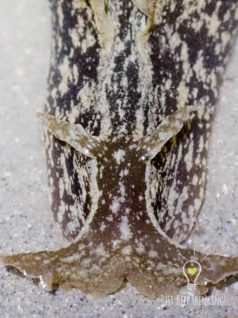 8_Geographic Sea Hare_GradedJKT