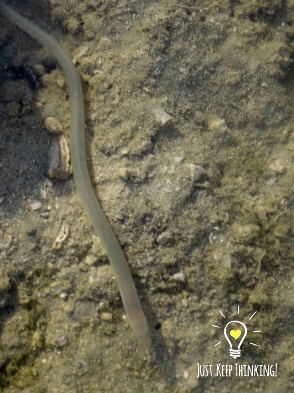 8_Narrow Worm Eel_GradedJKT