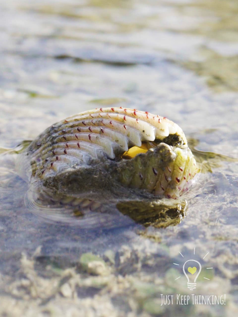 8_Strawbery Cockle_GradedJKT