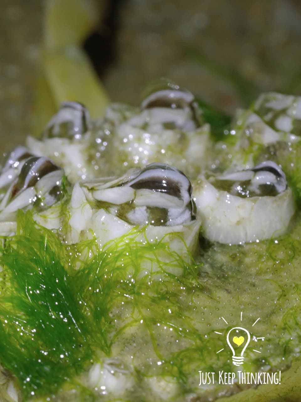 9_Acorn Barnacle_GradedJKT
