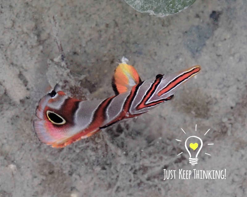 Copperband Butterflyfish