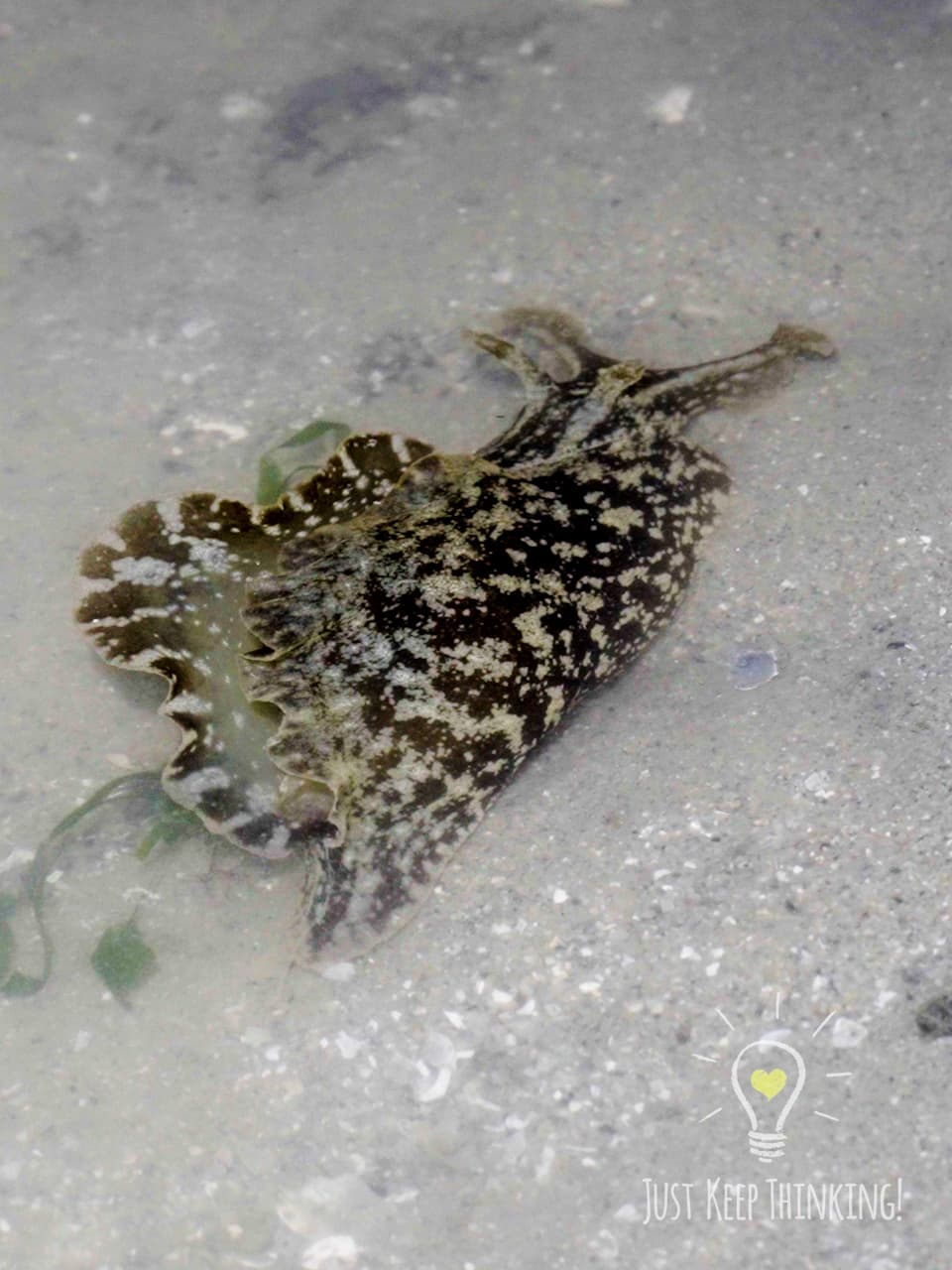 9_Geographic Sea Hare_GradedJKT