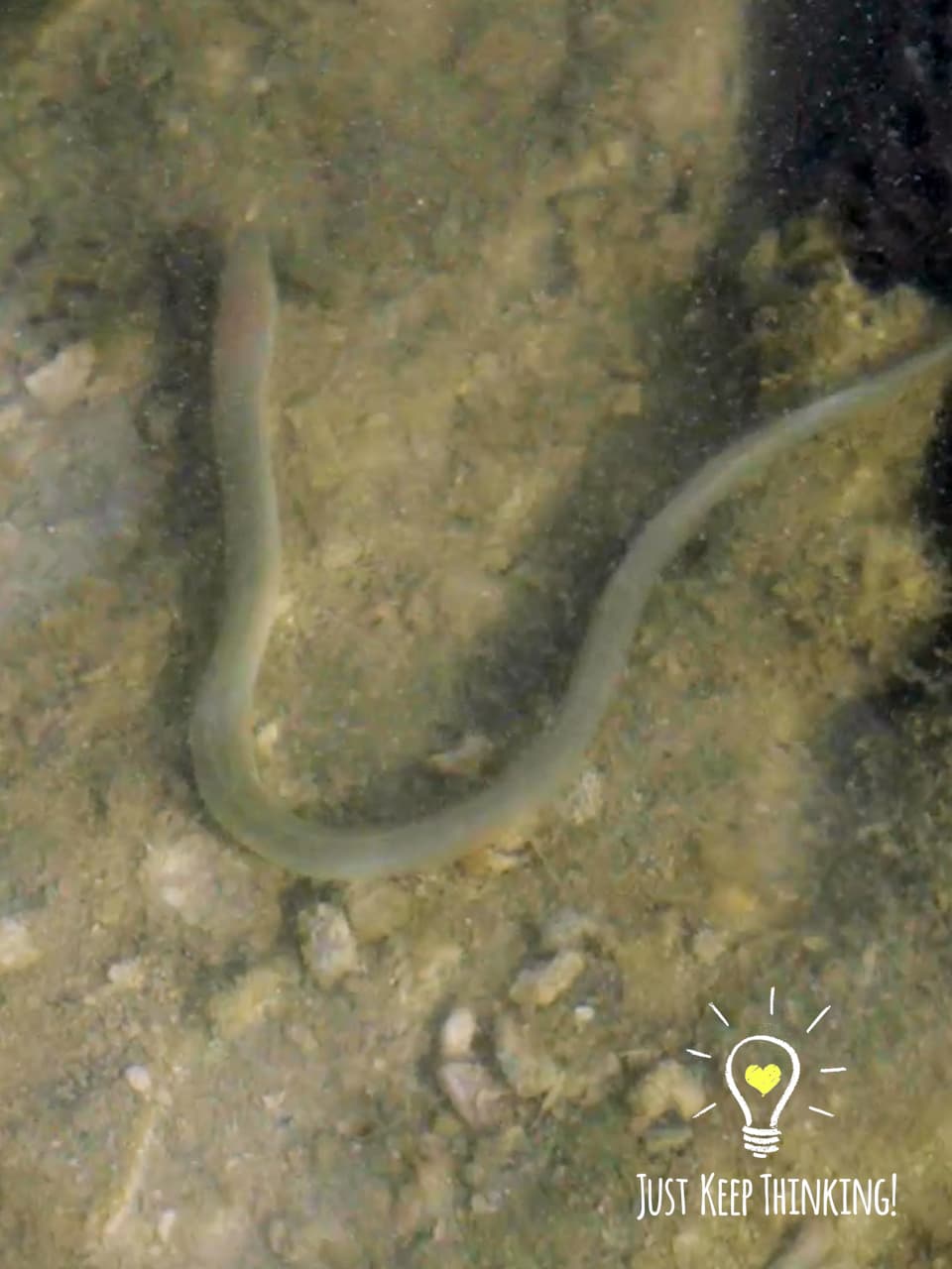 9_Narrow Worm Eel_GradedJKT