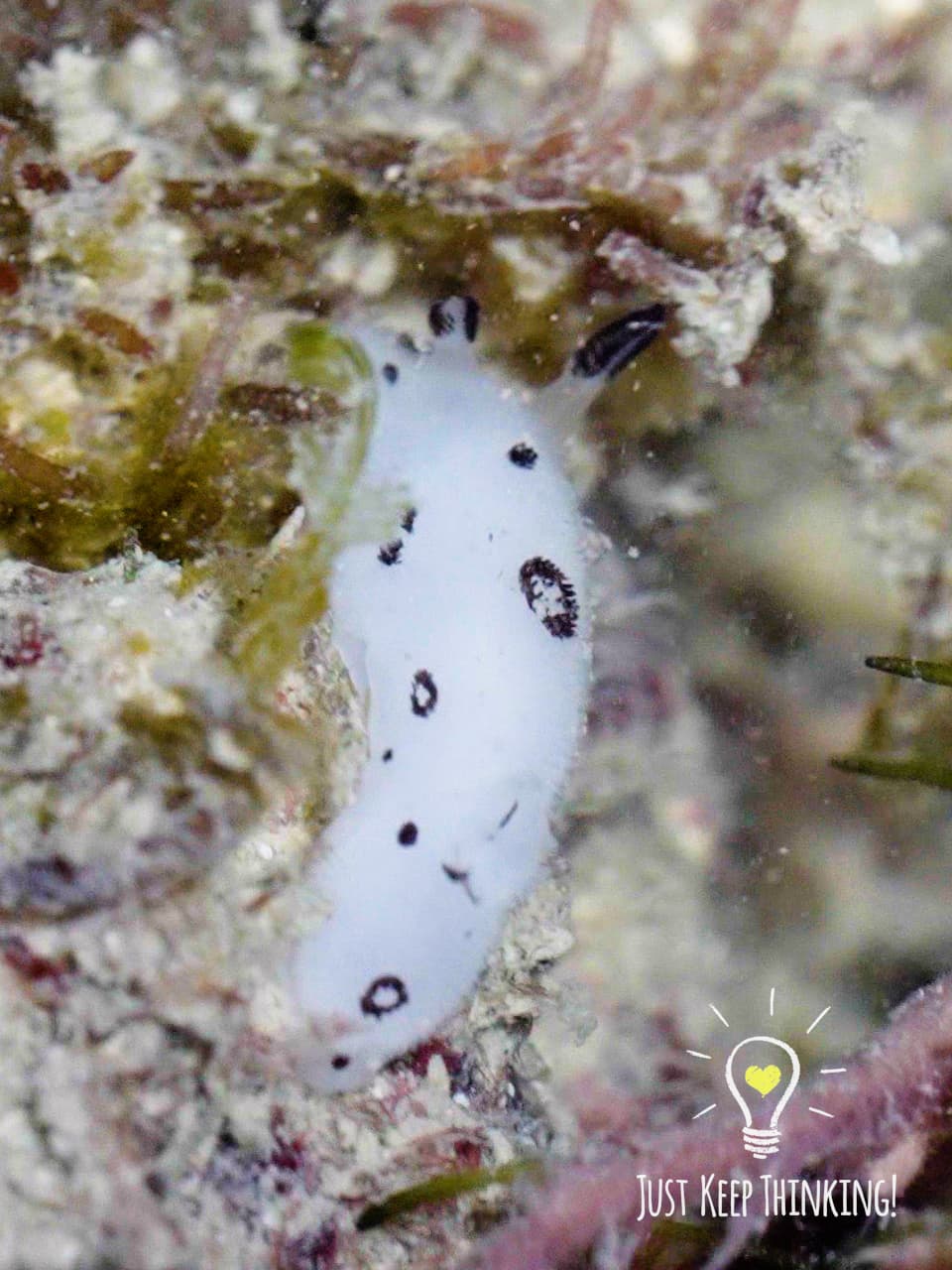 9_Polka-dotted Nudibranch_GradedJKT