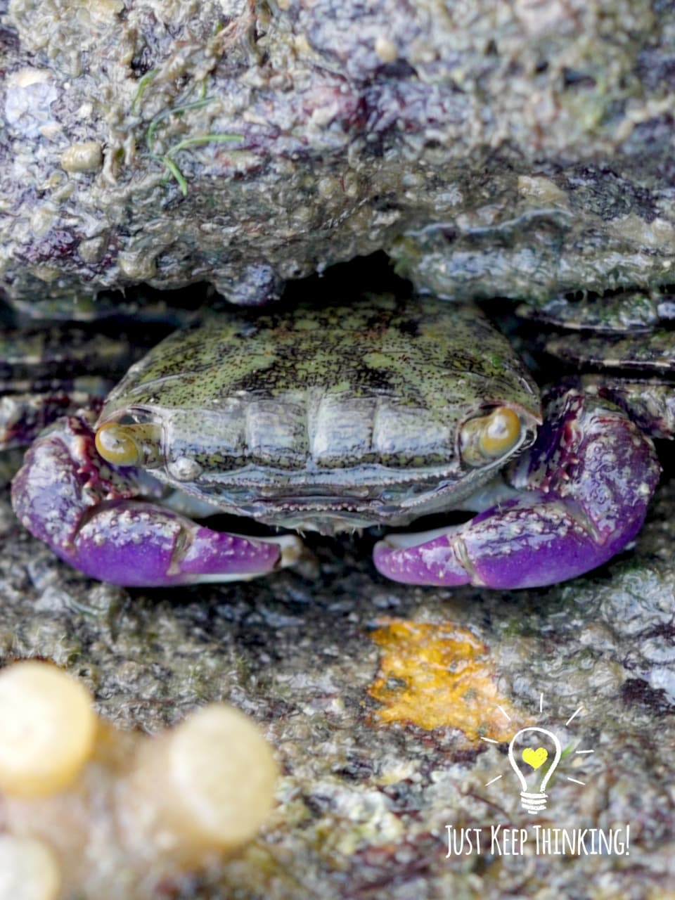 9_Purple Climber Crab_GradedJKT