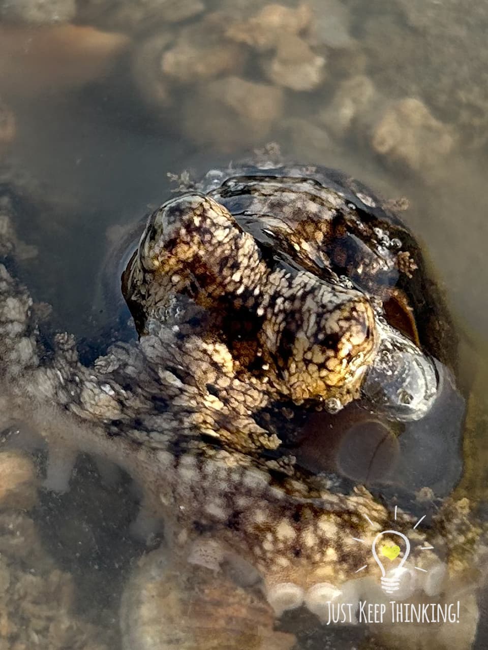 9_Reef Octopus_GradedJKT