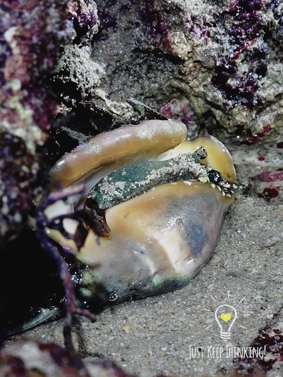 9_Spider Conch_GradedJKT