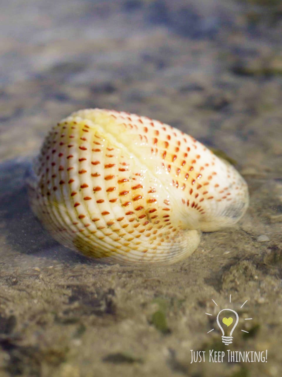 9_Strawberry Cockle_GradedJKT