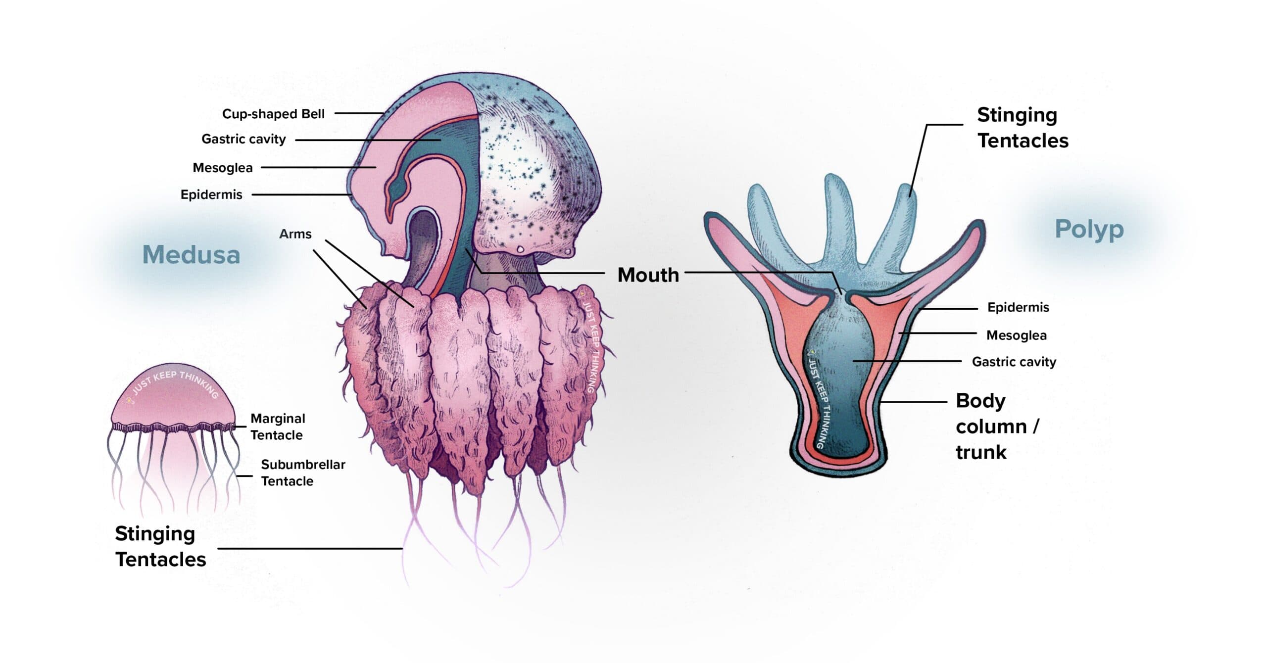 Cnidarians anatomy