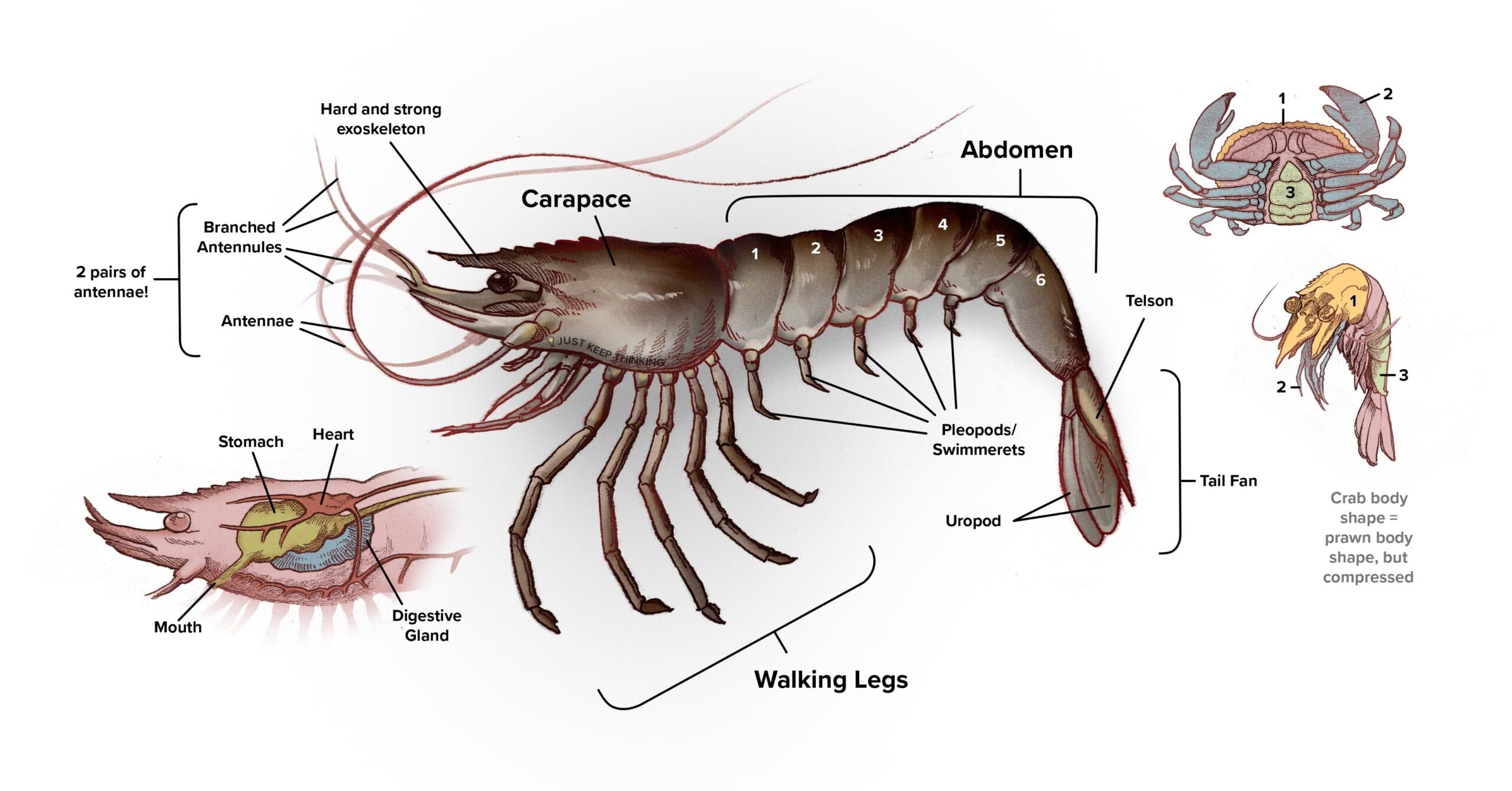 Crustaceans anatomy