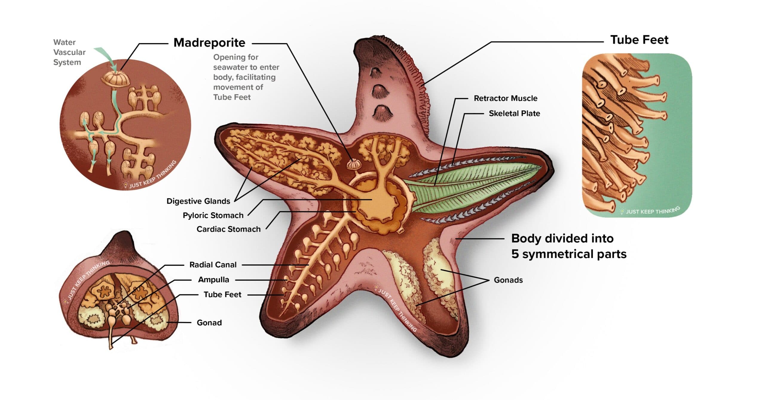Echinoderms anatomy