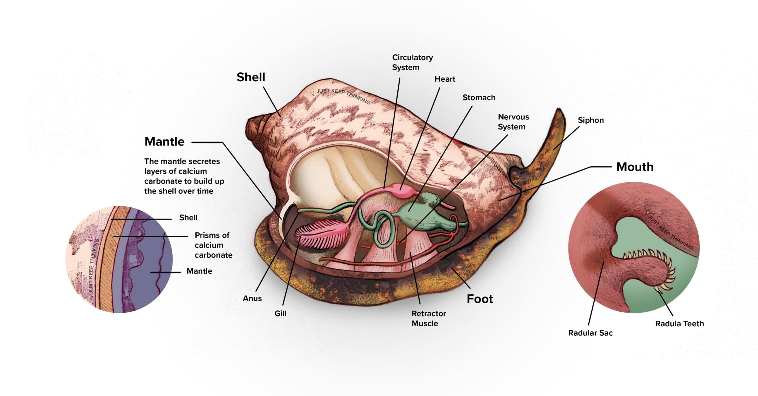 Molluscs anatomy