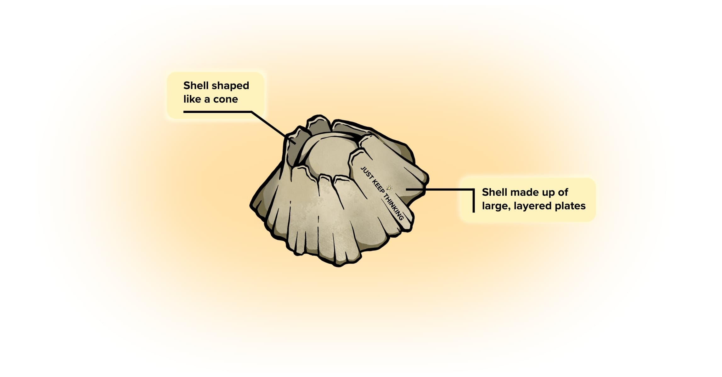Acorn Barnacle_Animal Infographic