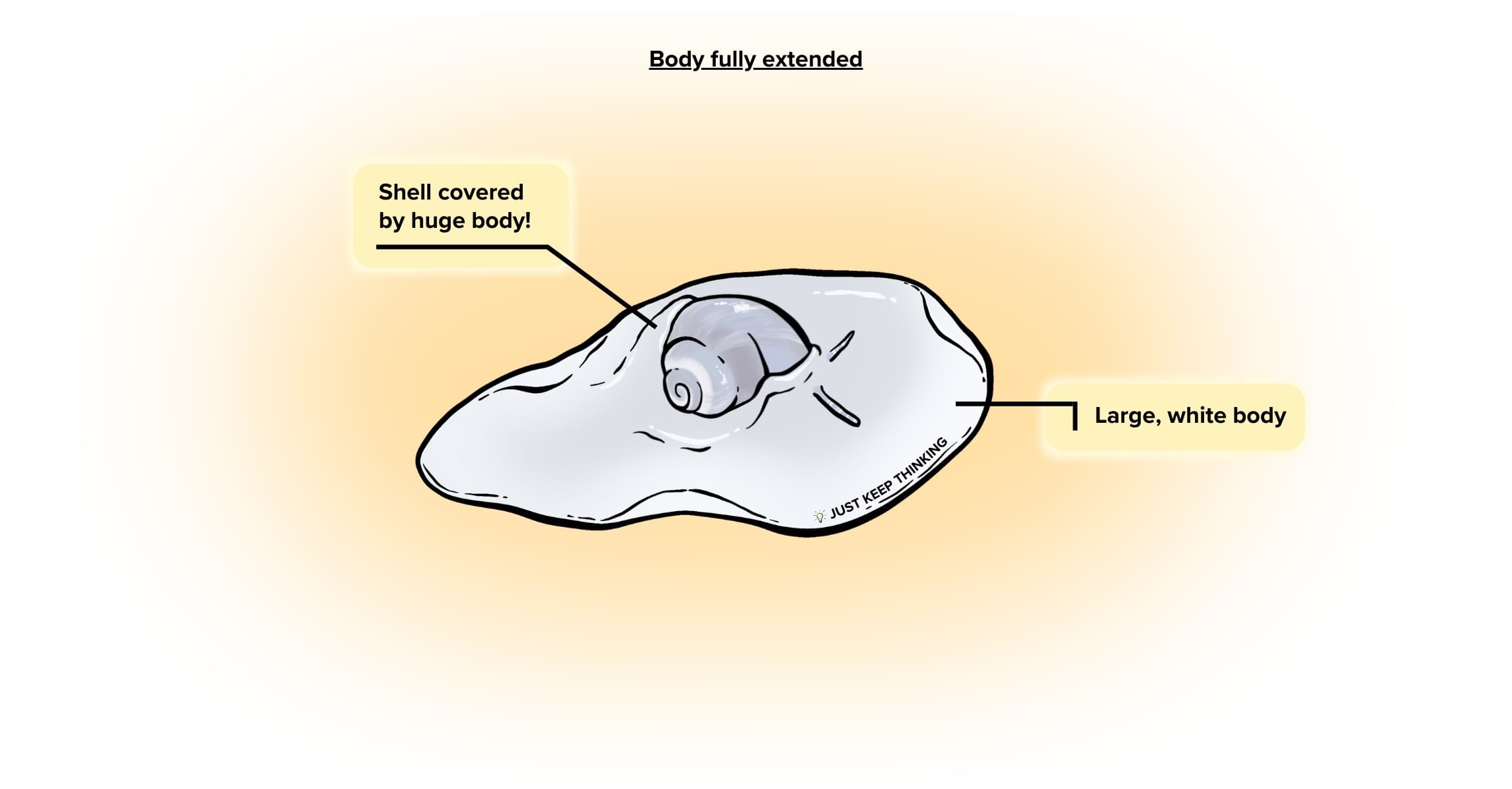 Ball Moon Snail Body_Animal infographic