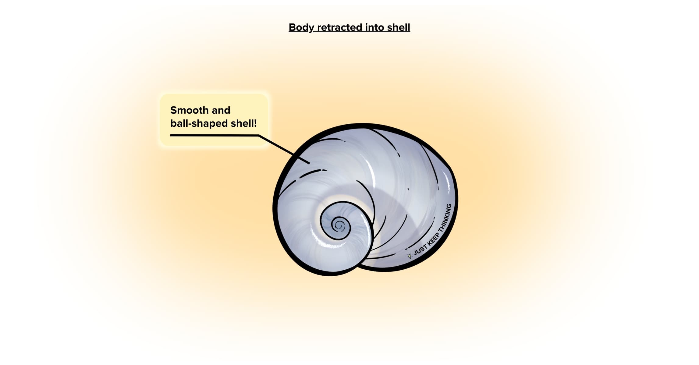 Ball Moon Snail Shell_animal infographic