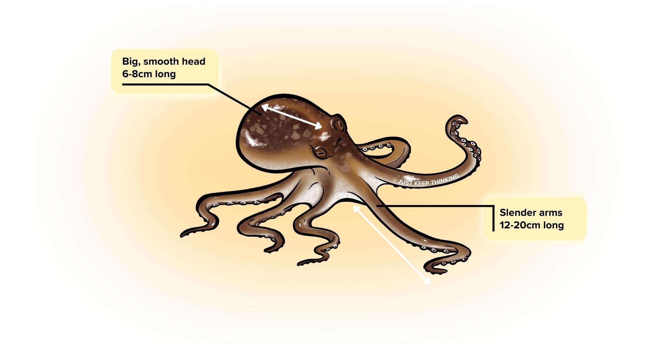 Big head seagrass octopus_Animal Infographic