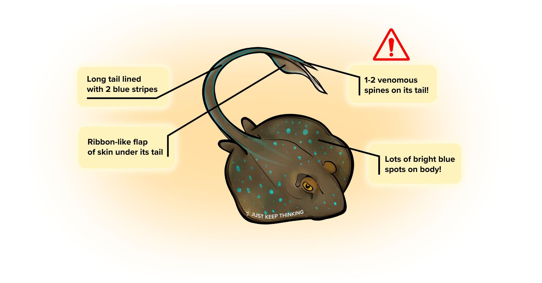Blue Spotted Fan-Tail Ray_Animal Infographic