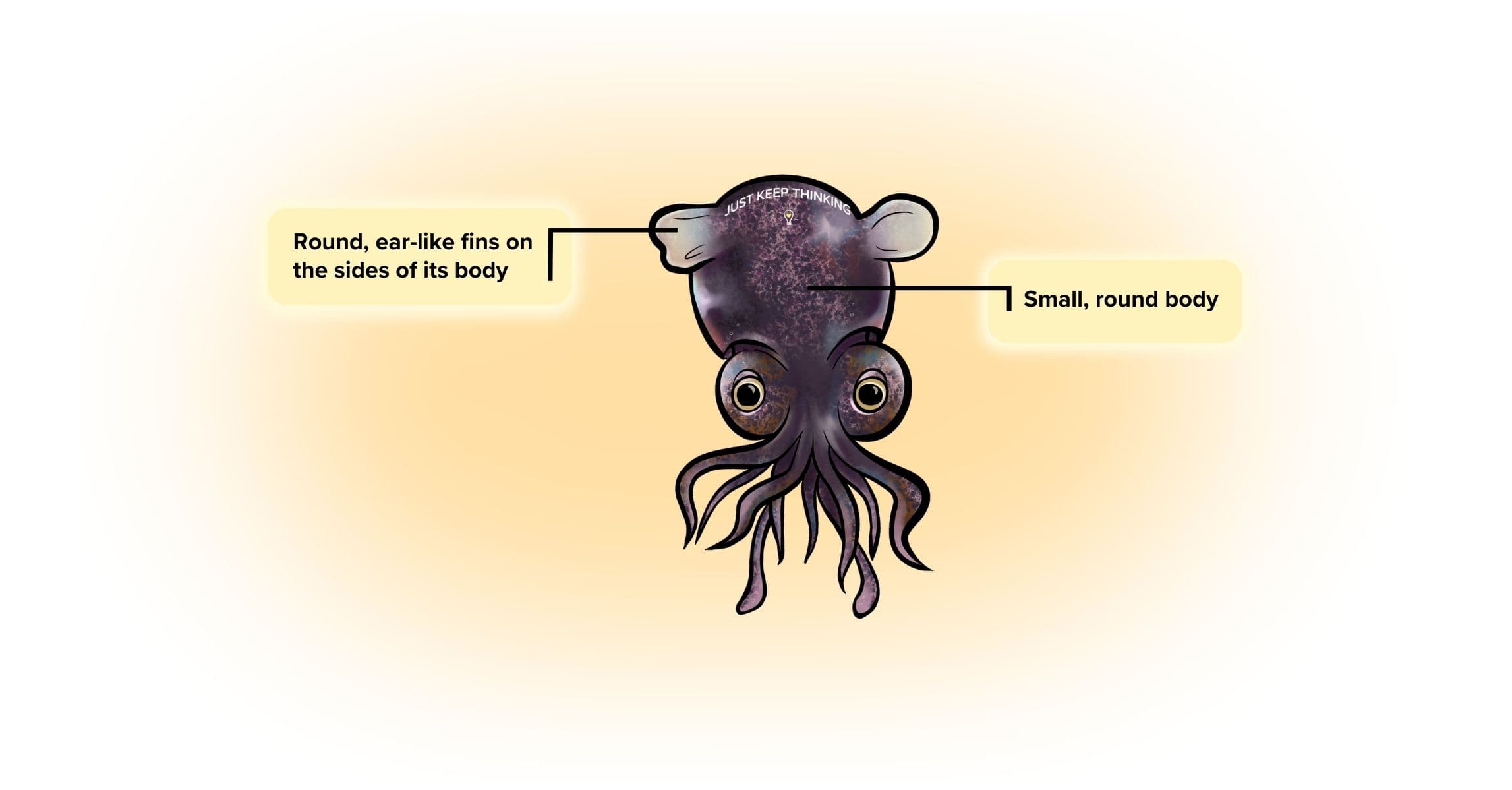 Bobtail Squid_Animal Infographic