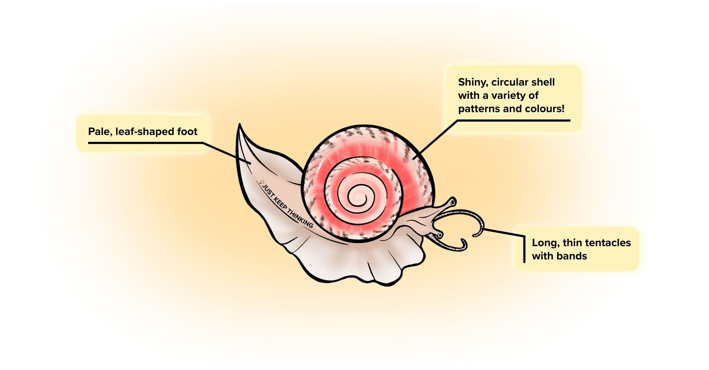 Button Snail_Animal Infographic