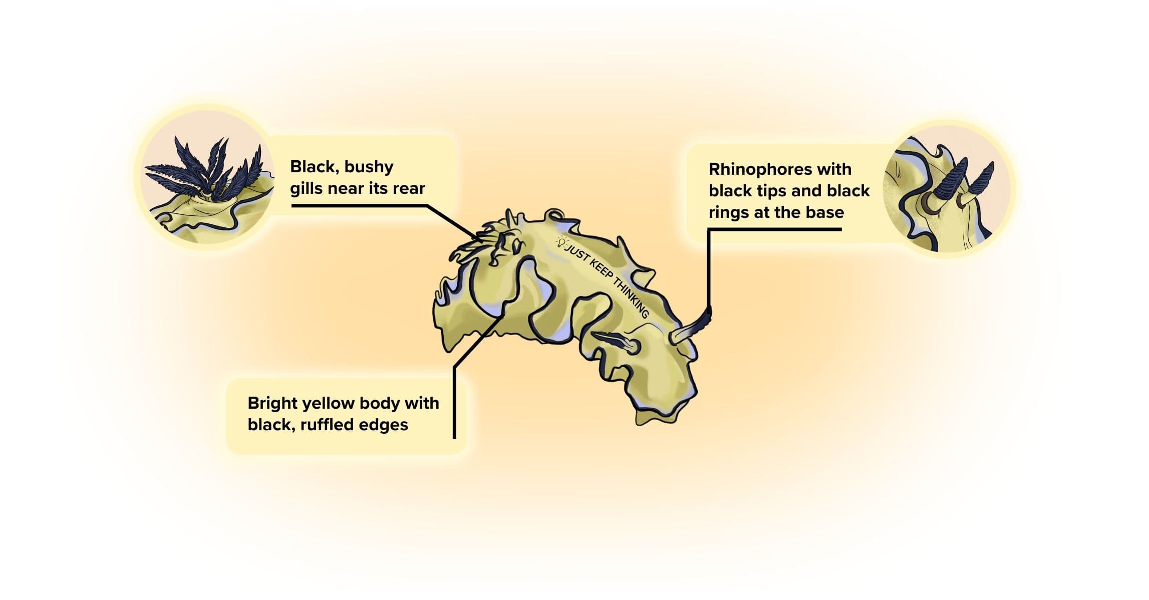 Cheesecake Nudibranch_Animal Infographic