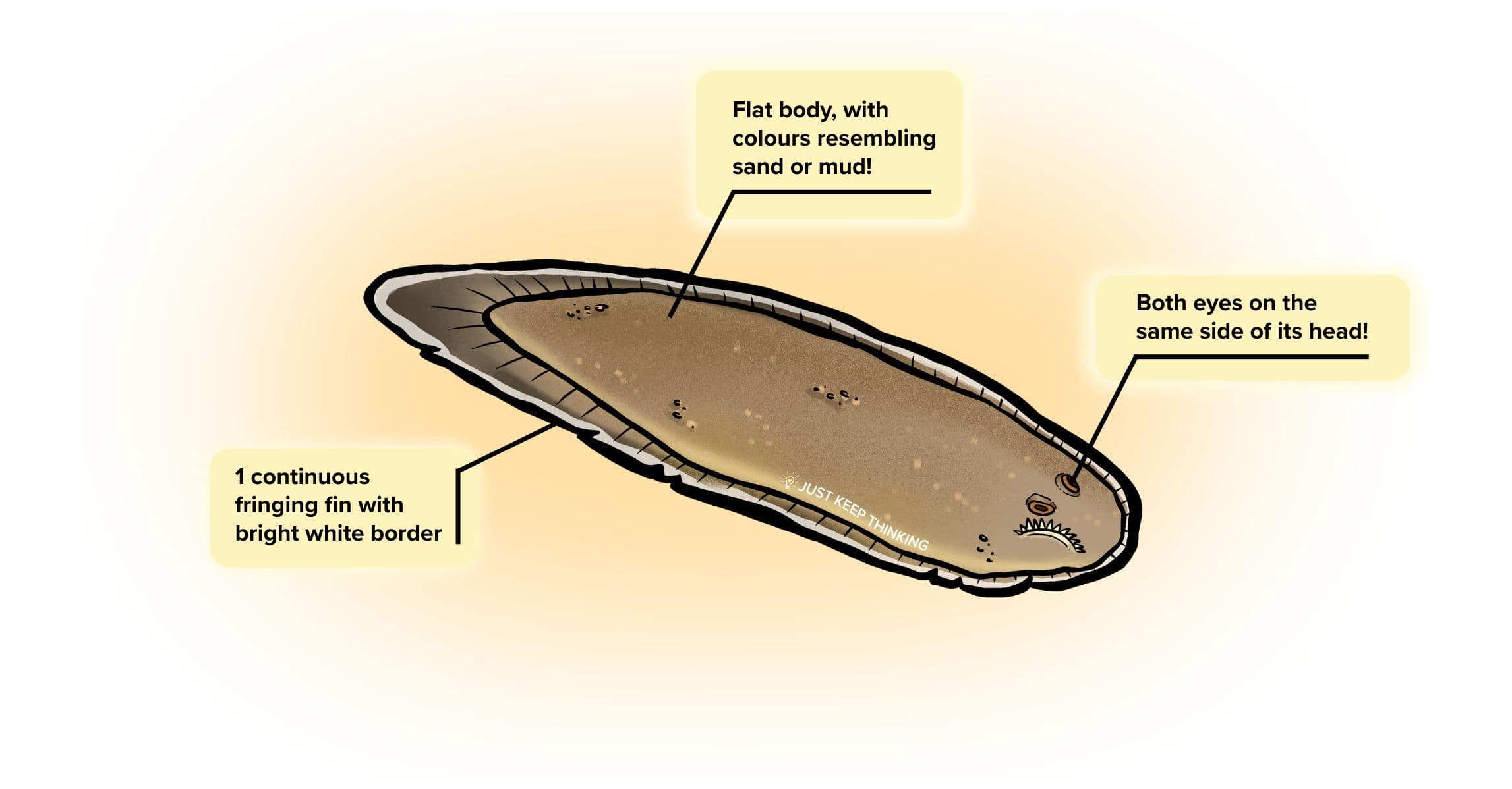 Commerson’s sole_Infographic