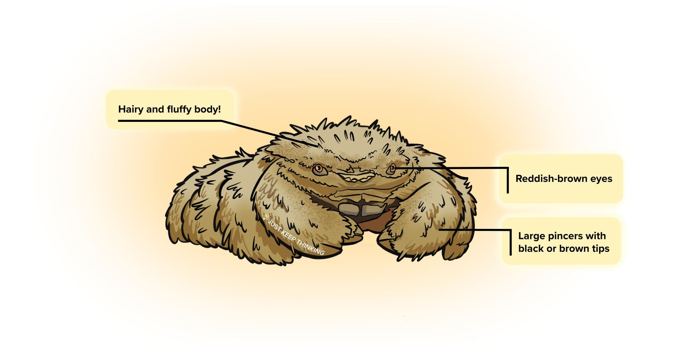 Common Hairy Crab_Animal Infographic