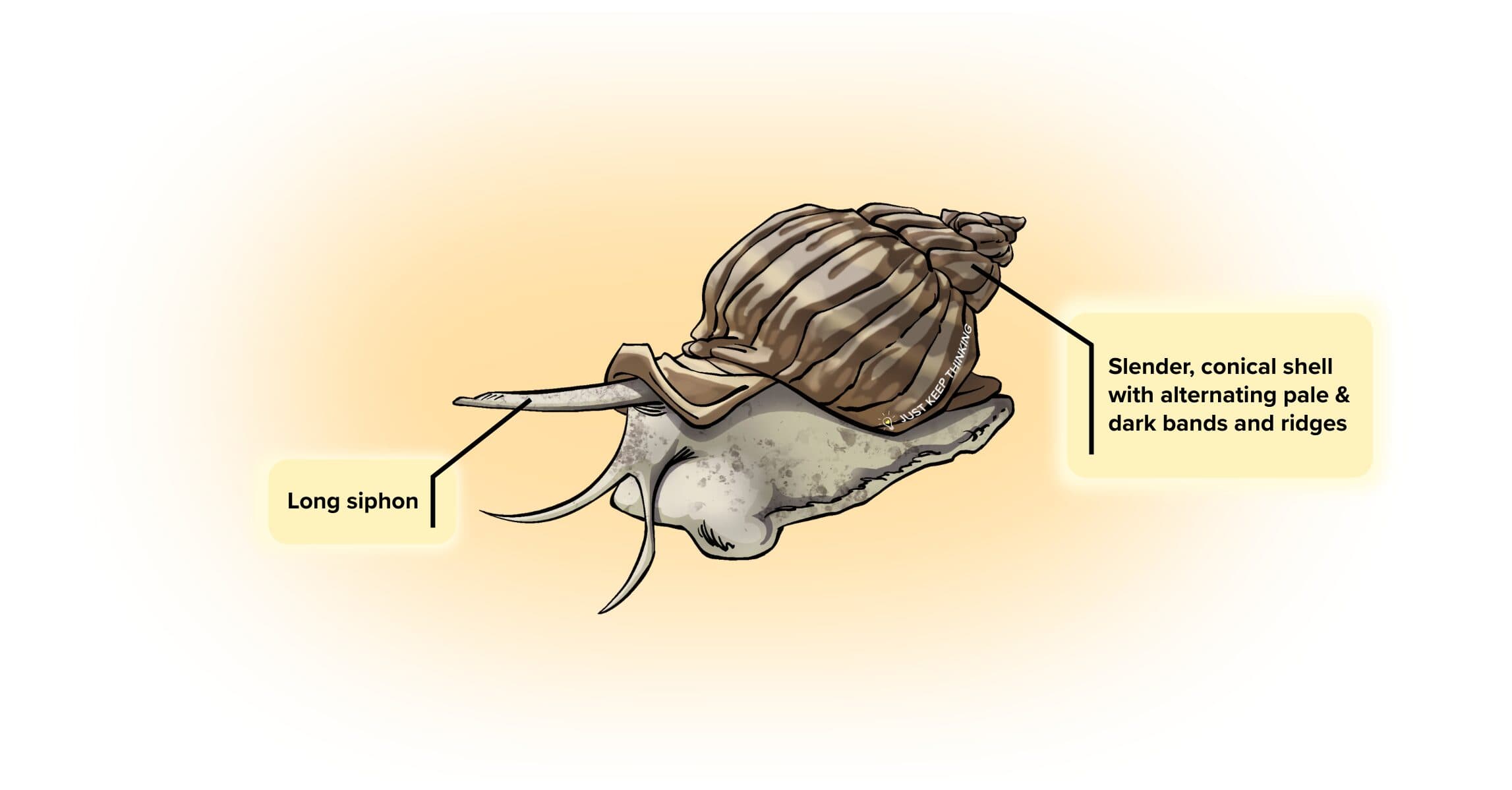 Common Whelk_infographic