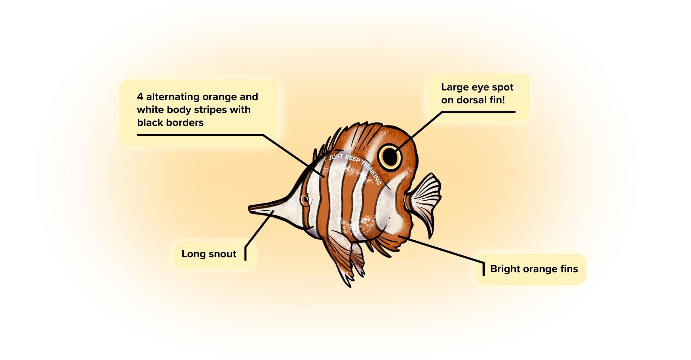 Copperband butterflyfish_Animal infographic