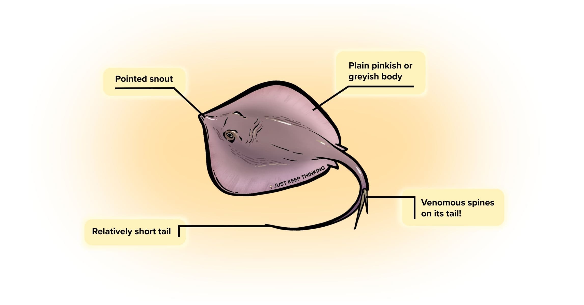 Dwarf whipray_Animal infographic