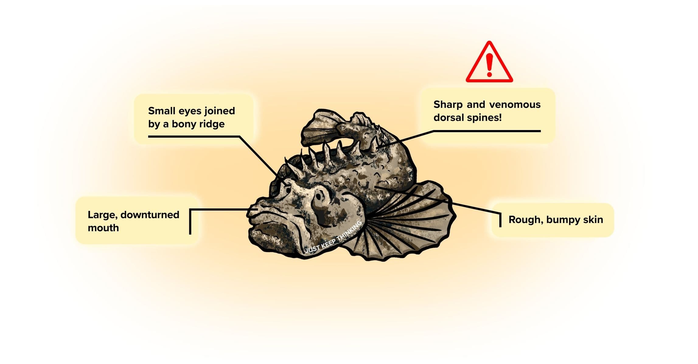 Estuarine stonefish_Animal Infographic