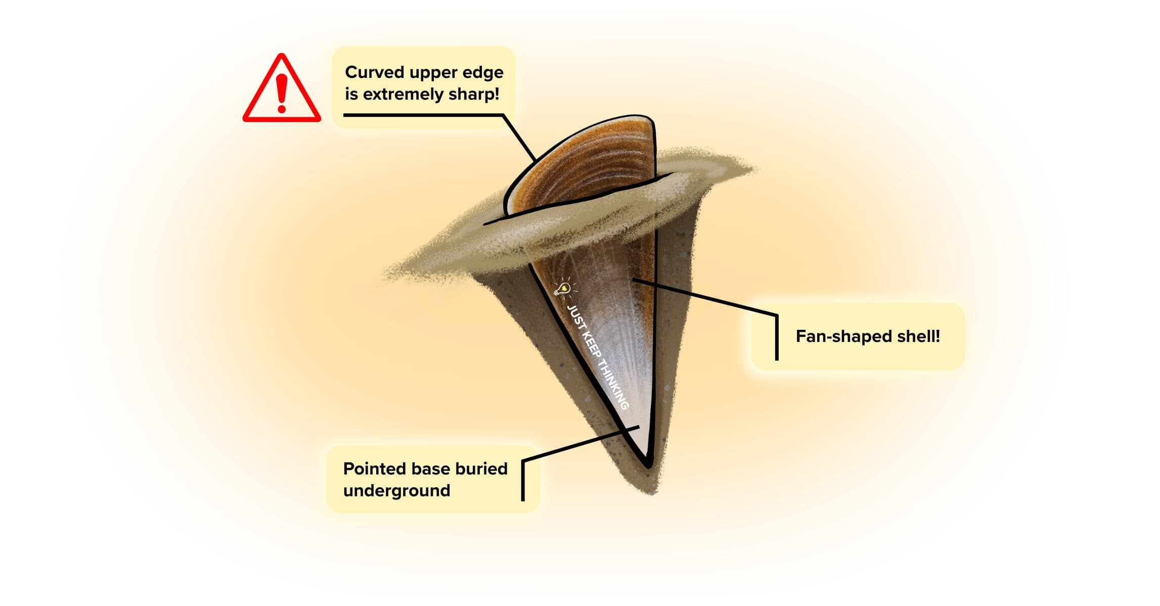 Fan Clam_infographic