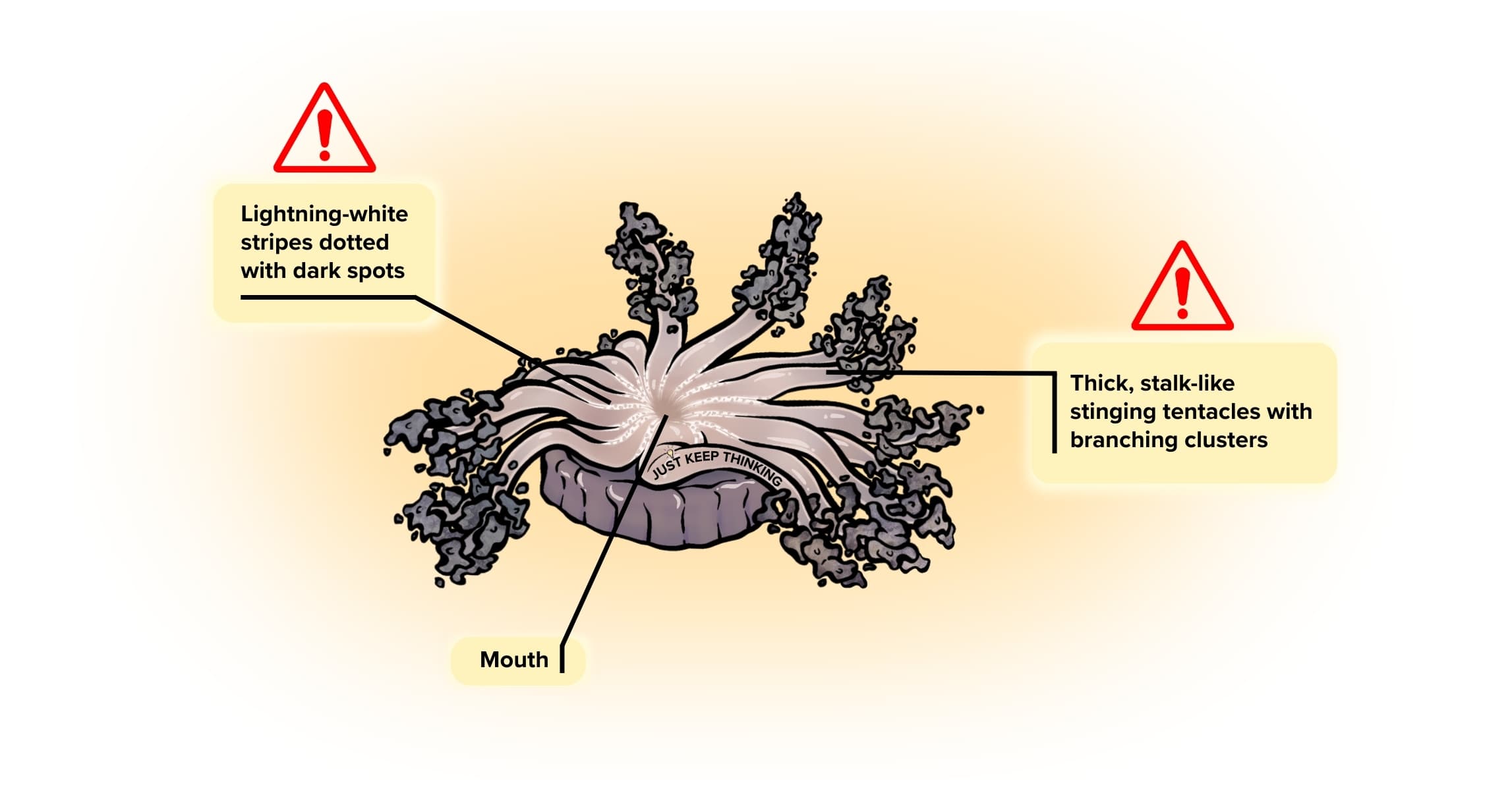 Fire anemone_Animal infographic