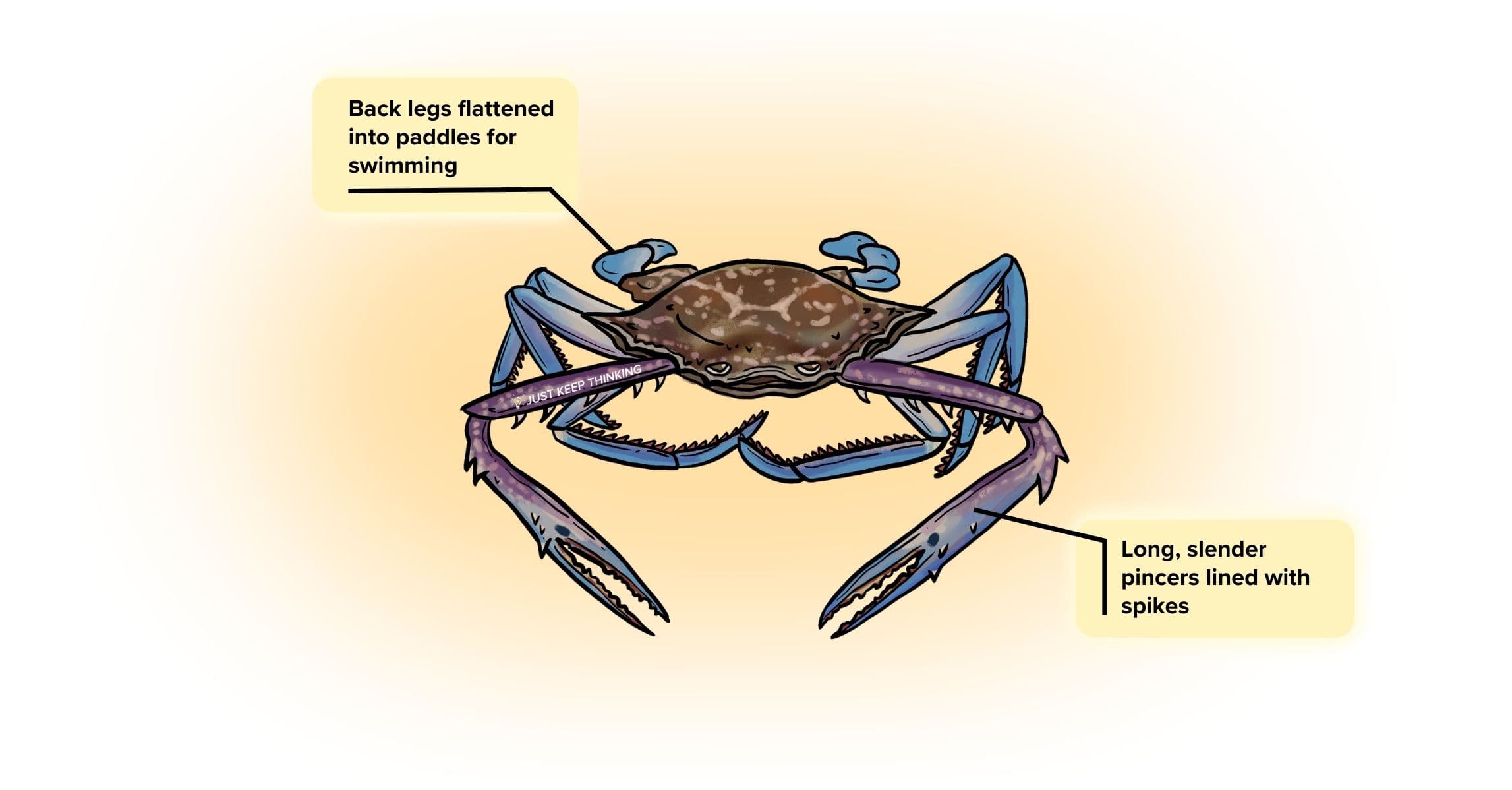 Flower crab_Infographic
