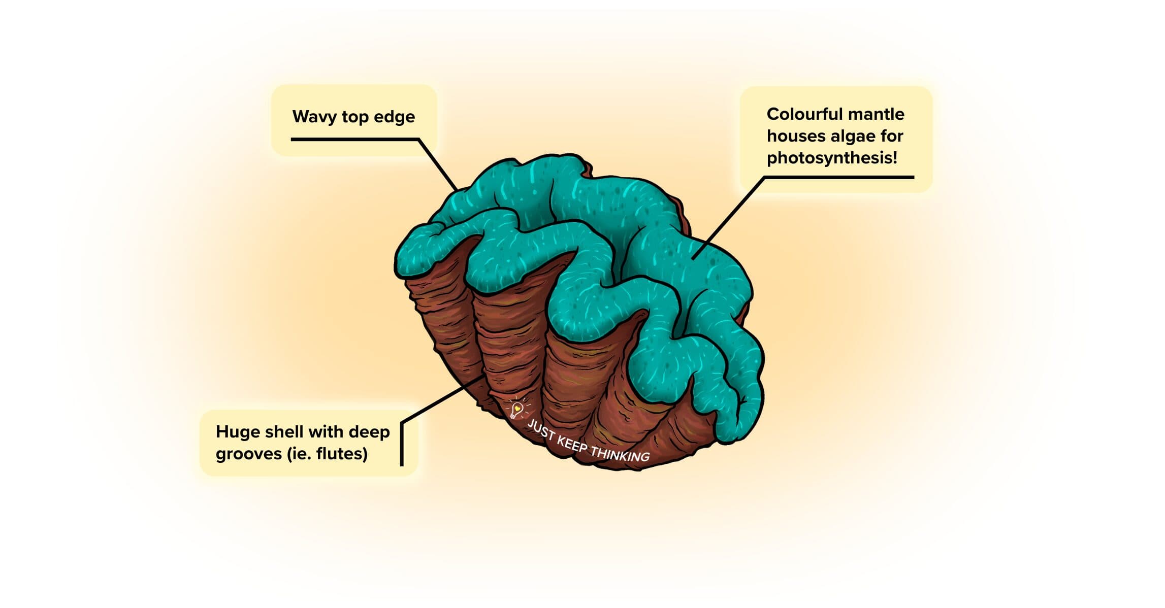 Fluted Giant Clam_infographic