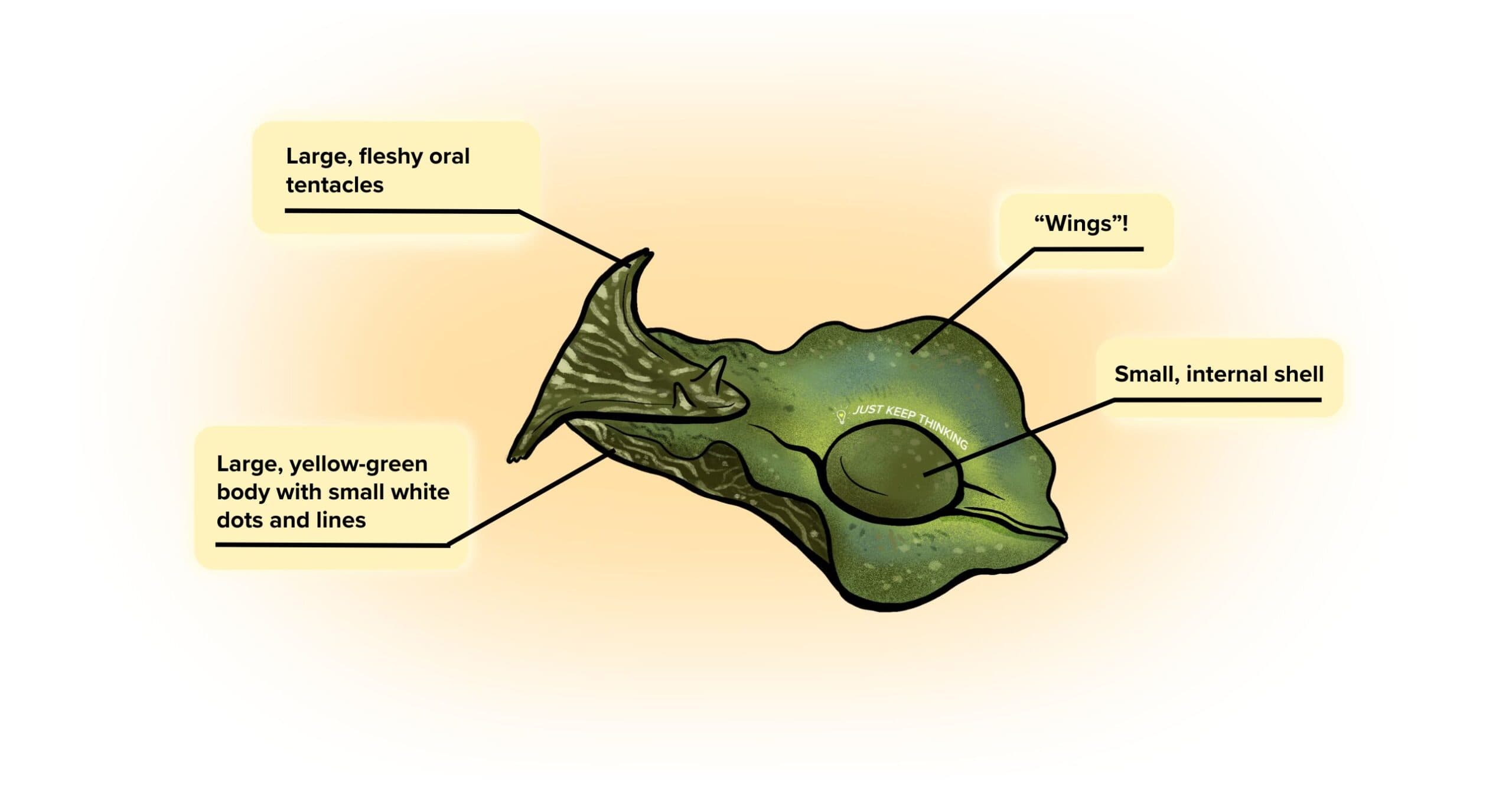 Geographic sea hare_Infographic
