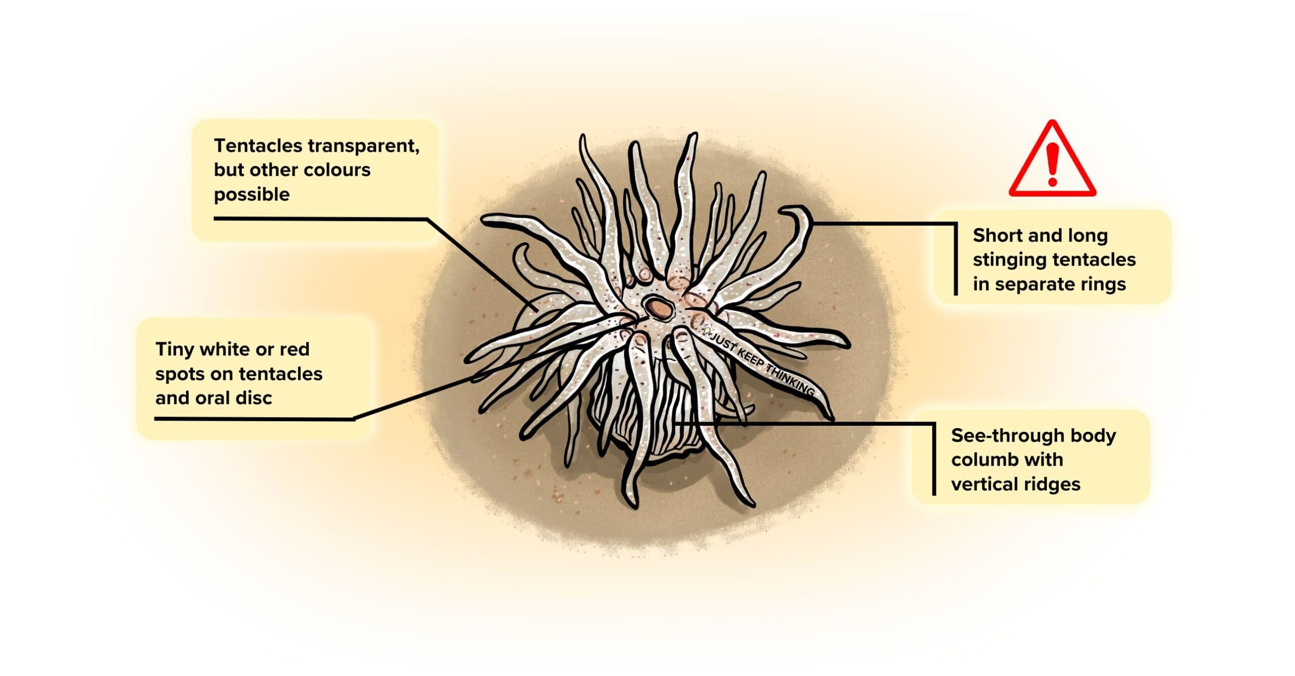 Glass anemone_Infographic