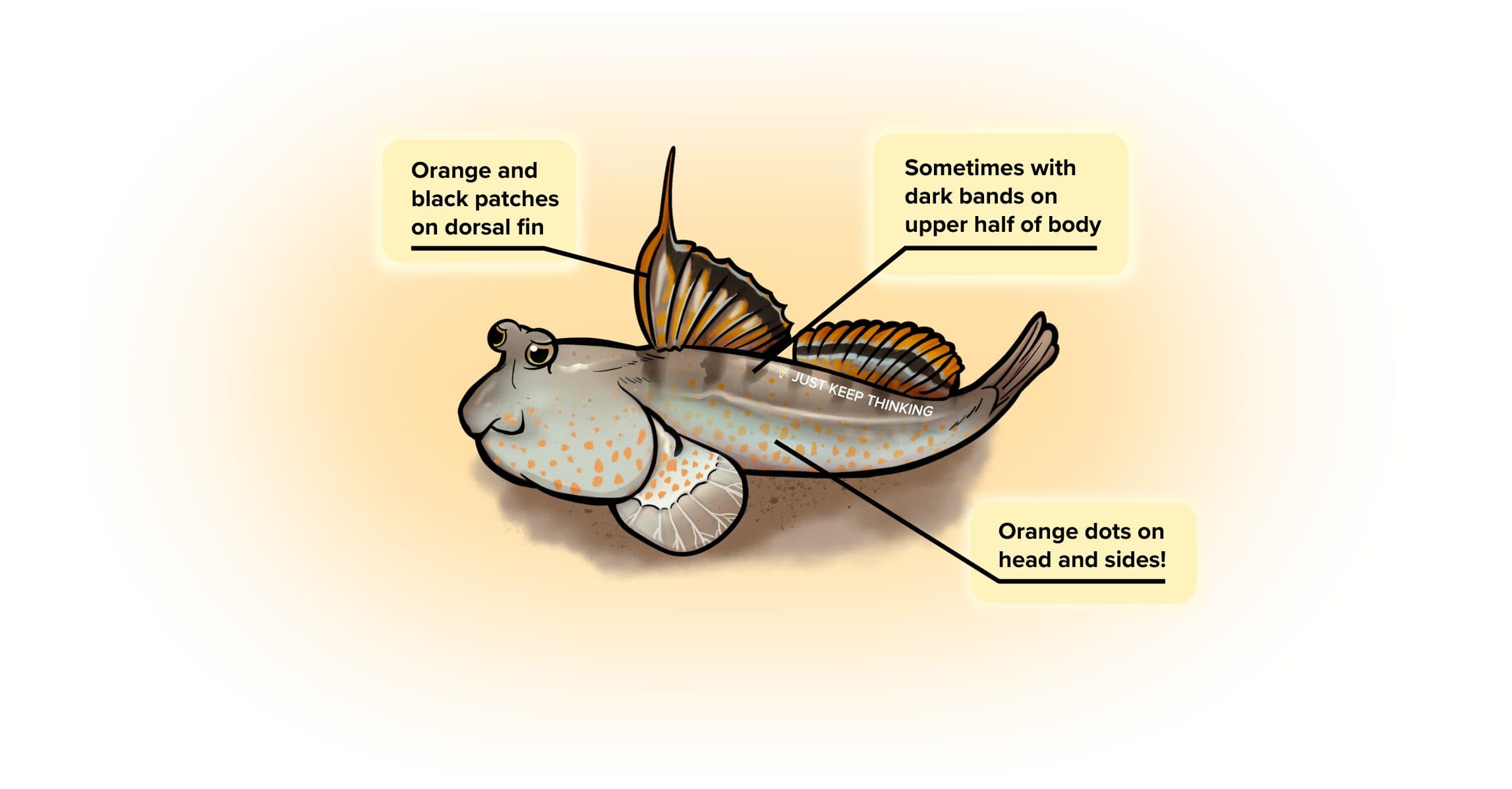 Gold-Spotted Mudskipper_Animal Infographic