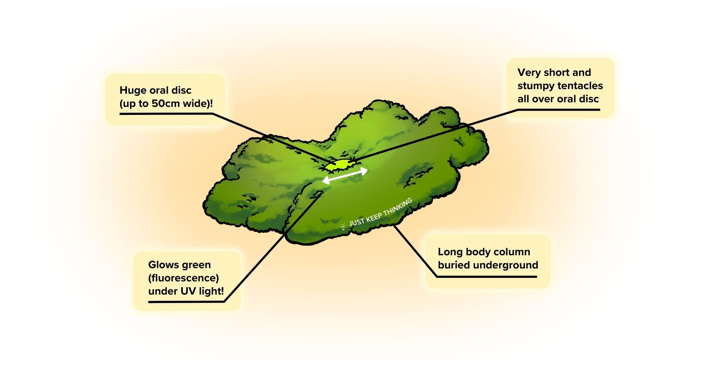 Haddon Carpet Anemone_Animal Infographic
