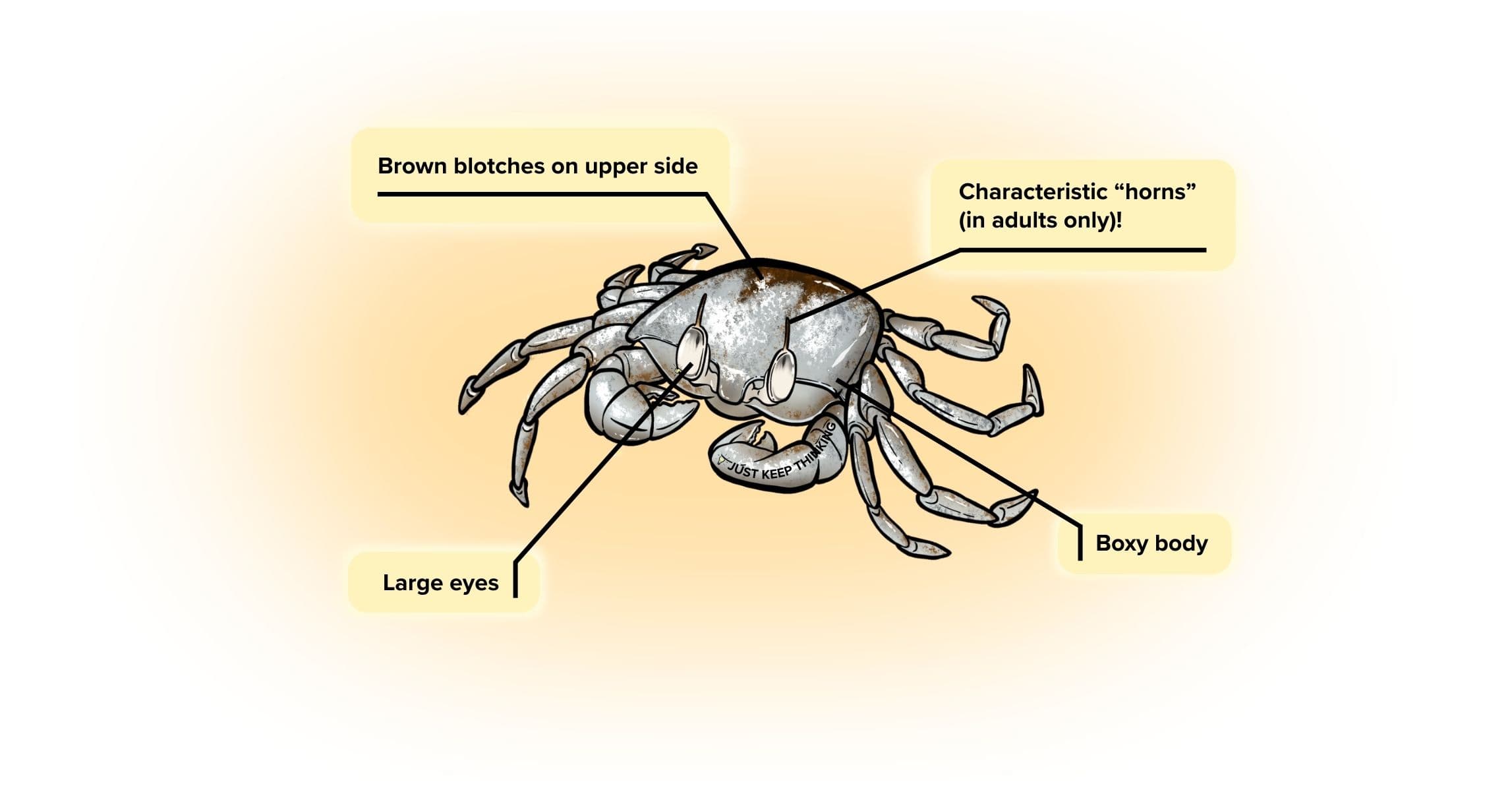 Horn-eyed ghost crab_Animal infographic
