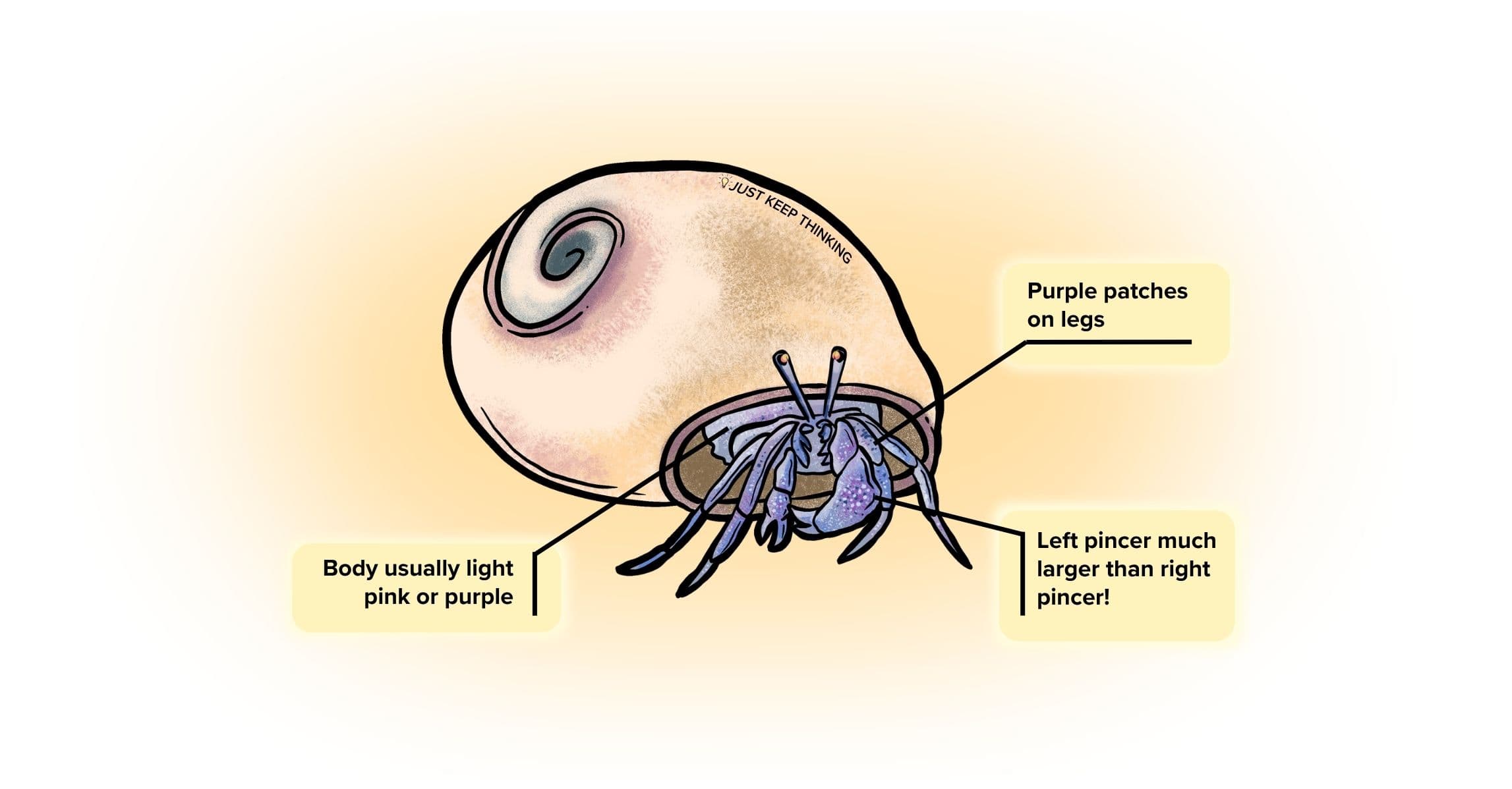 Lavender hermit crab_Infographic